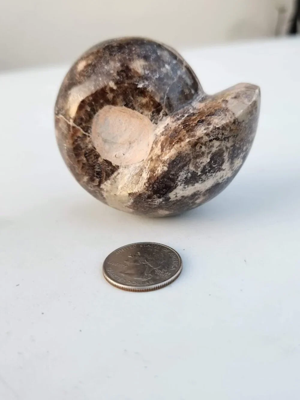 Large Whole Ammonite Fossil Shell Polished Gems and Minerals Rocks Fossils Decor